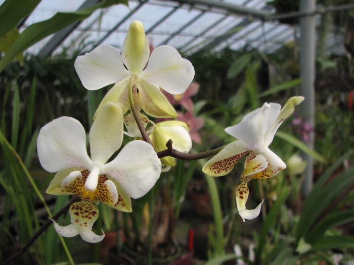 Phalaenopsis stuartiana.jpg