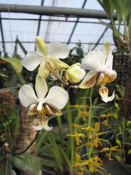 Phalaenopsis stuartiana.jpg