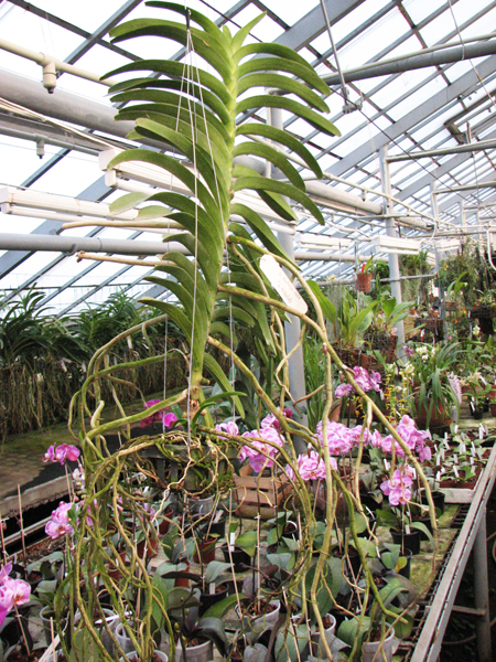 Vanda Kultana Gold x Vanda tessellata.jpg