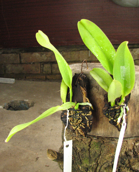Cattleya dowiana rosea x self.jpg