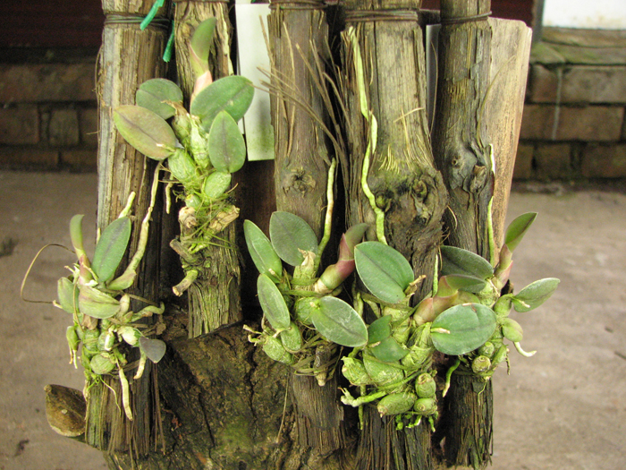 Sophronitis alagoenses.jpg