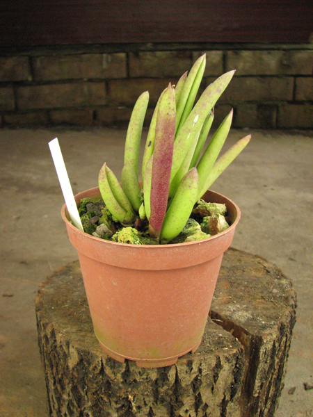 Pleurothallis teres.jpg