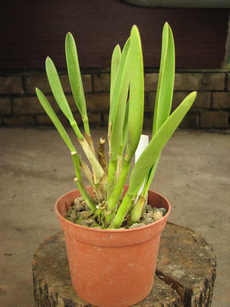 Laelia briegeri.jpg