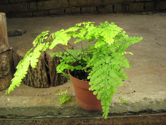 Adiantum venustum.jpg