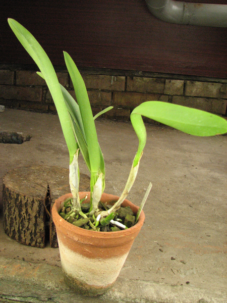 Laelia lobata coerulea 'AM-EC' x SELF.jpg