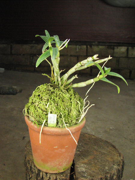 Dendrobium moniliforme Raizan.jpg