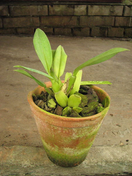 Trichopilia tortillis.jpg