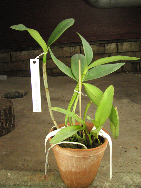 Laeliocattleya Fonte da Saudade.jpg
