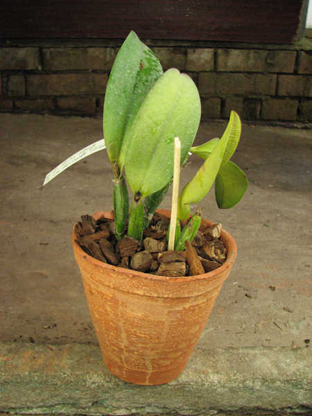 Laeliocattleya Mini Song 'La Primera Morada'.jpg