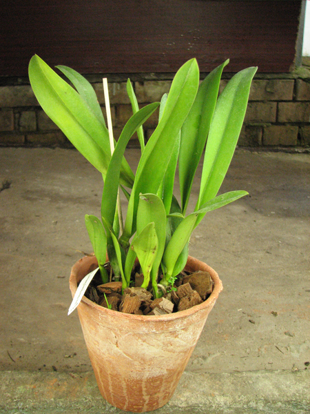 Potinara Shin Shang Diamond 'Taiyoung #1'.jpg