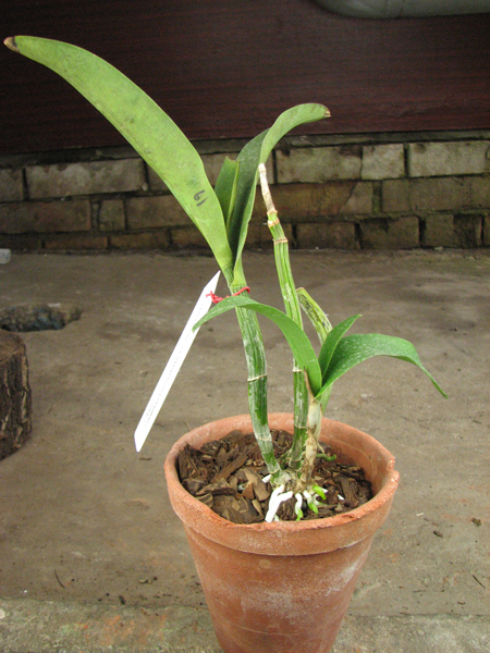 Epicattleya Vienna Woods x Cattleya Thospol Spot.jpg