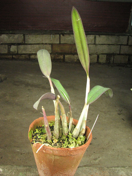Laelia flava.jpg
