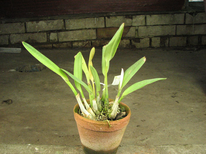 Laelia mantiqueirae.jpg