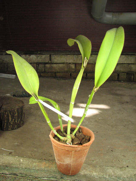 Brassolaeliocattleya Chunyeah #17.jpg