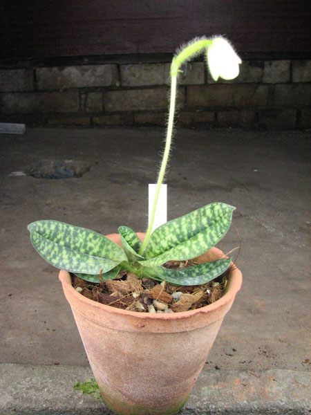 Paphiopedilum delenatii alba.jpg