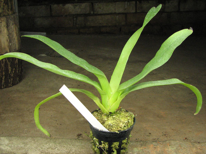 Aeranthes grandiflora.jpg