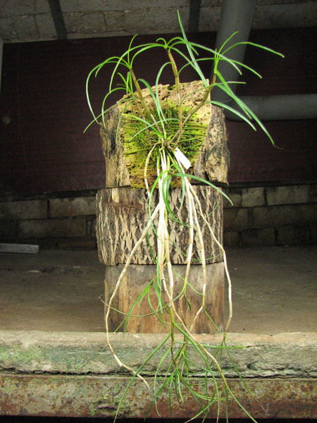 Dendrobium pachyglossum.jpg