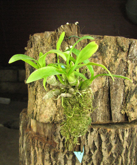 Dendrobium moniliforme Hoshibu.jpg