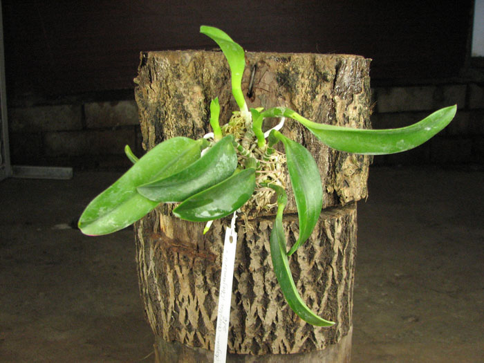 Laelia dayana coerulea 'Chojamaru' x SELF.jpg
