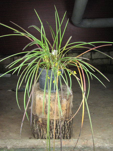 Octomeria gracilis.jpg