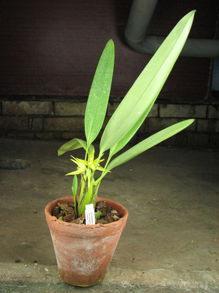 Maxillaria chlorantha.jpg