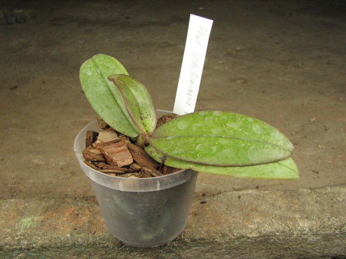 Phalaenopsis schilleriana x mannii.jpg