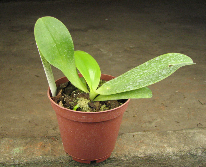 Phalaenopsis tetraspis x thalebanii.jpg