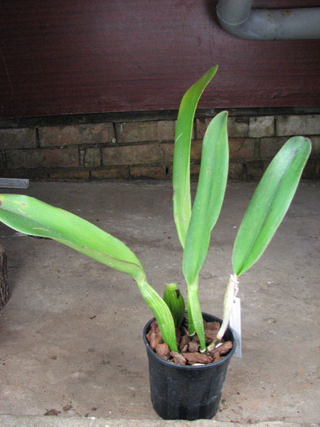 Brassolaeliocattleya Triumphal Coronation 'Seto'.jpg