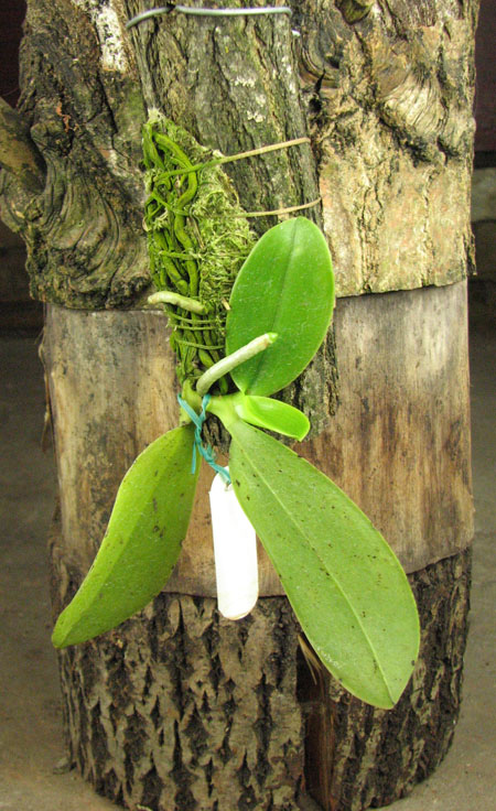 Phalaenopsis pulchra.jpg