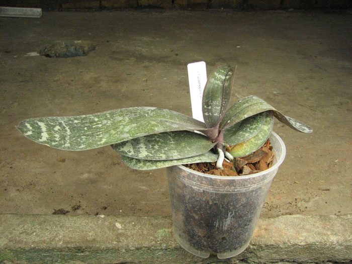 Phalaenopsis schilleriana.jpg