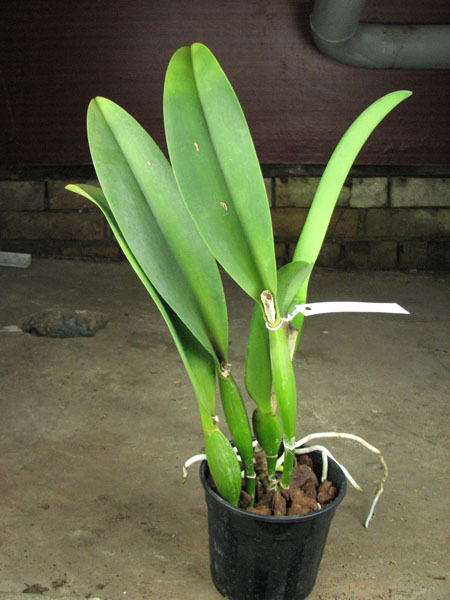 Brassolaeliocattleya Chia Lin 'PCT'.JPG