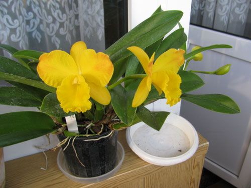 POTINARA FREE SPIRIT ROC. Очень  яркая  и  ароматная.