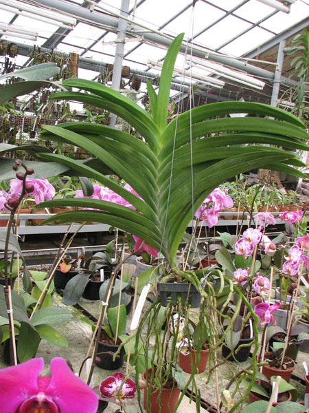 Vanda Pure's Wax 'Violet Blue'.jpg