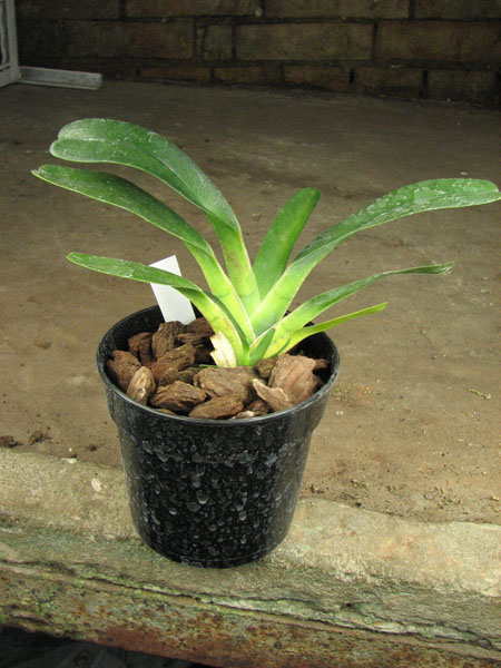 Angraecum magdalenae.jpg