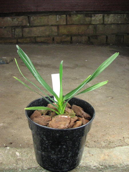 Angraecum viguieri.jpg
