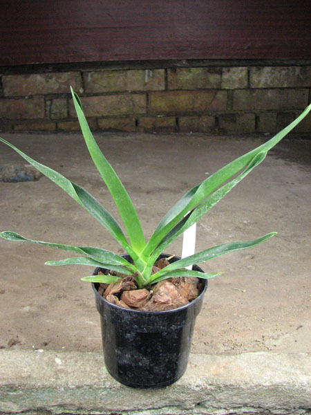 Angraecum Lady Lisa 'Rosemary' x sesquipedale.jpg