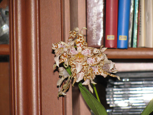 odontoglossum Cynthia Hill. Аромат  очень сильный и приятный. Мне пахнет  акацией с горчинкой.