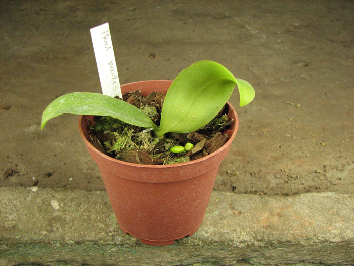 Phalaenopsis modesta.jpg