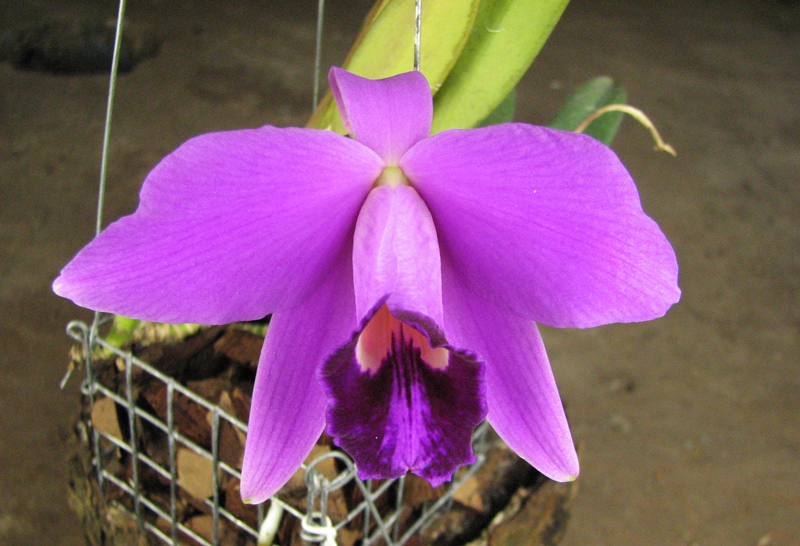 Laelia pumila.jpg