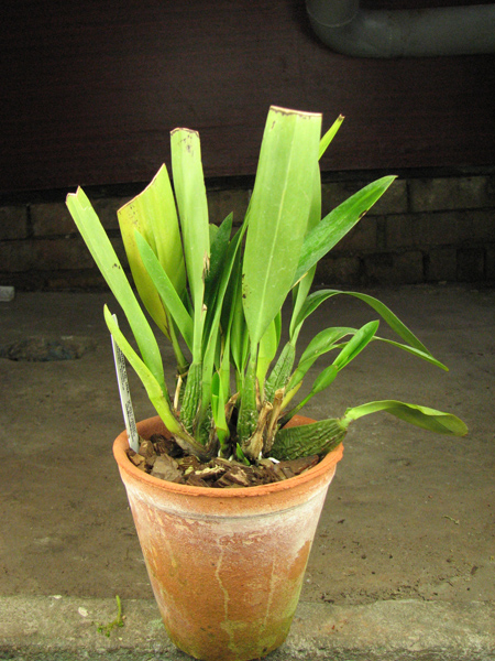 Odontoglossum praestans.jpg