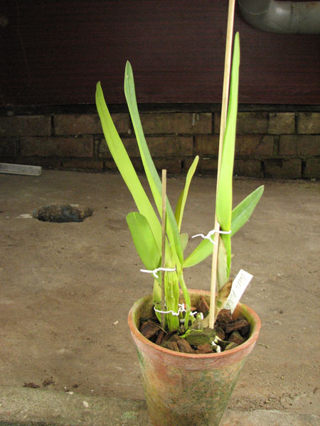 Laelia pulcherrima coerulea.jpg