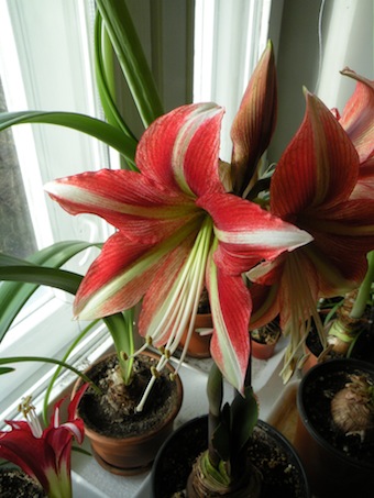 DSCN8654.jpg