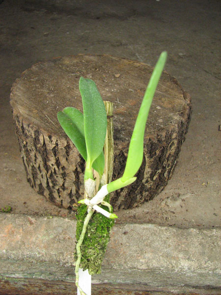 Laelia jongheana.jpg