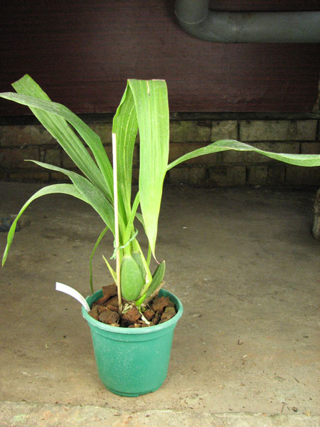 Zygopetalum 'Rhein Moonlight.jpg