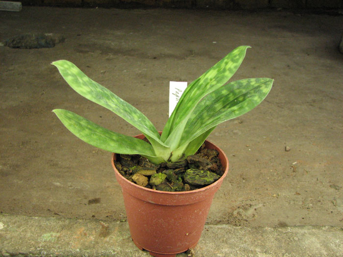 Paphiopedilum sukhakulii.jpg