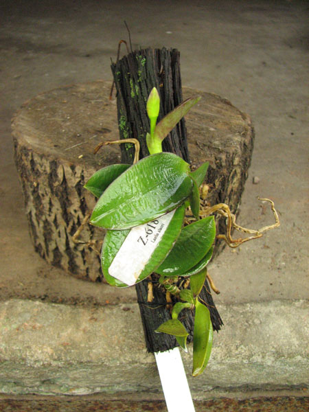 Laelia alaori escura II x Laelia alaori escura I.jpg