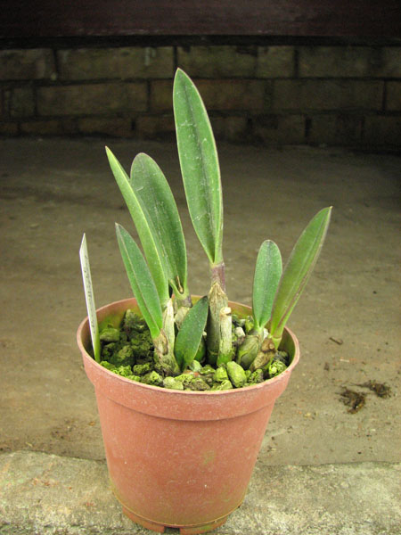 Laelia ghillanyi.jpg