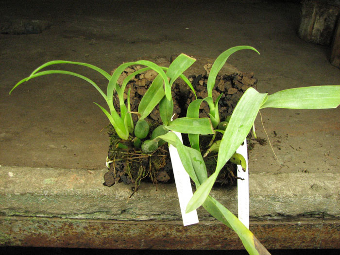 Prosthechea vitellina.jpg