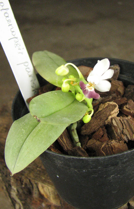 Phalaenopsis parishii.jpg