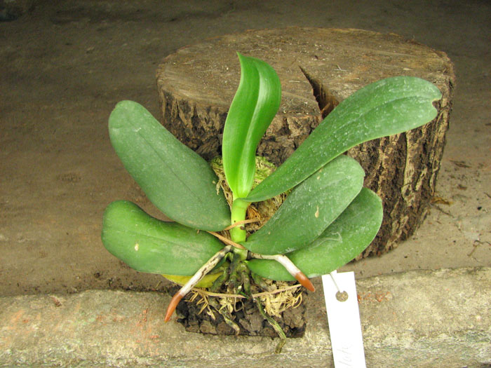 Aerangis articulata.jpg